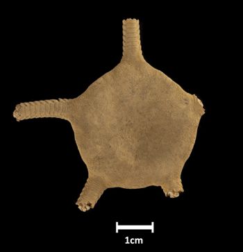 Media type: image;   Invertebrate Zoology OPH-784 Description: Top down view of single specimen with a scale bar.;  Aspect: dorsal